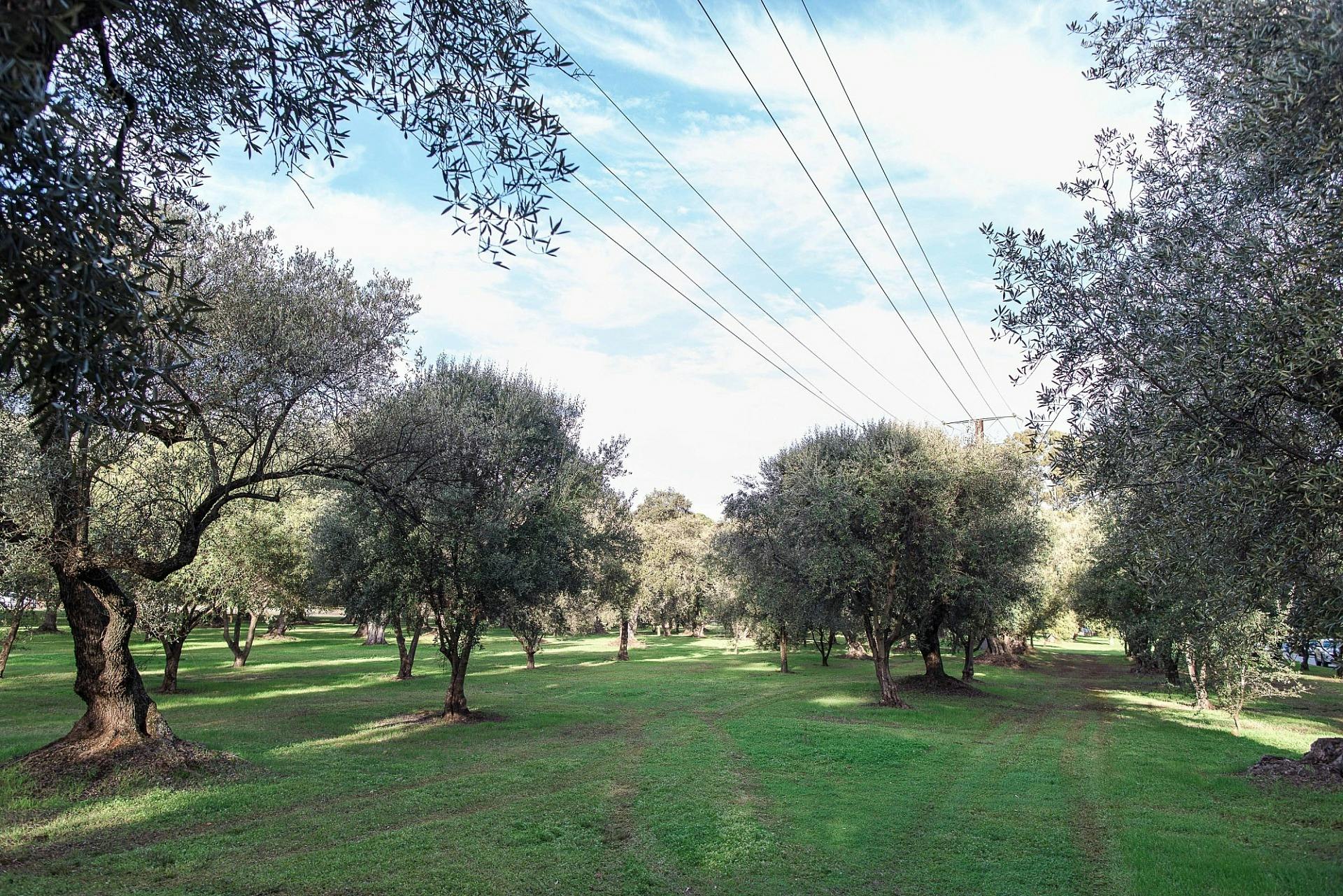 The Olive Groves/Parngutilla
