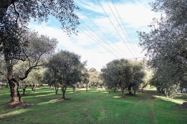 The Olive Groves/Parngutilla