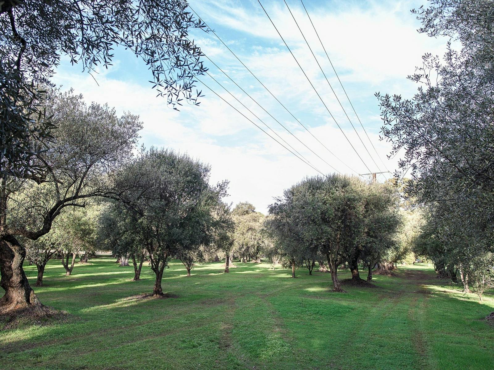 The Olive Groves/Parngutilla Slider Image 1