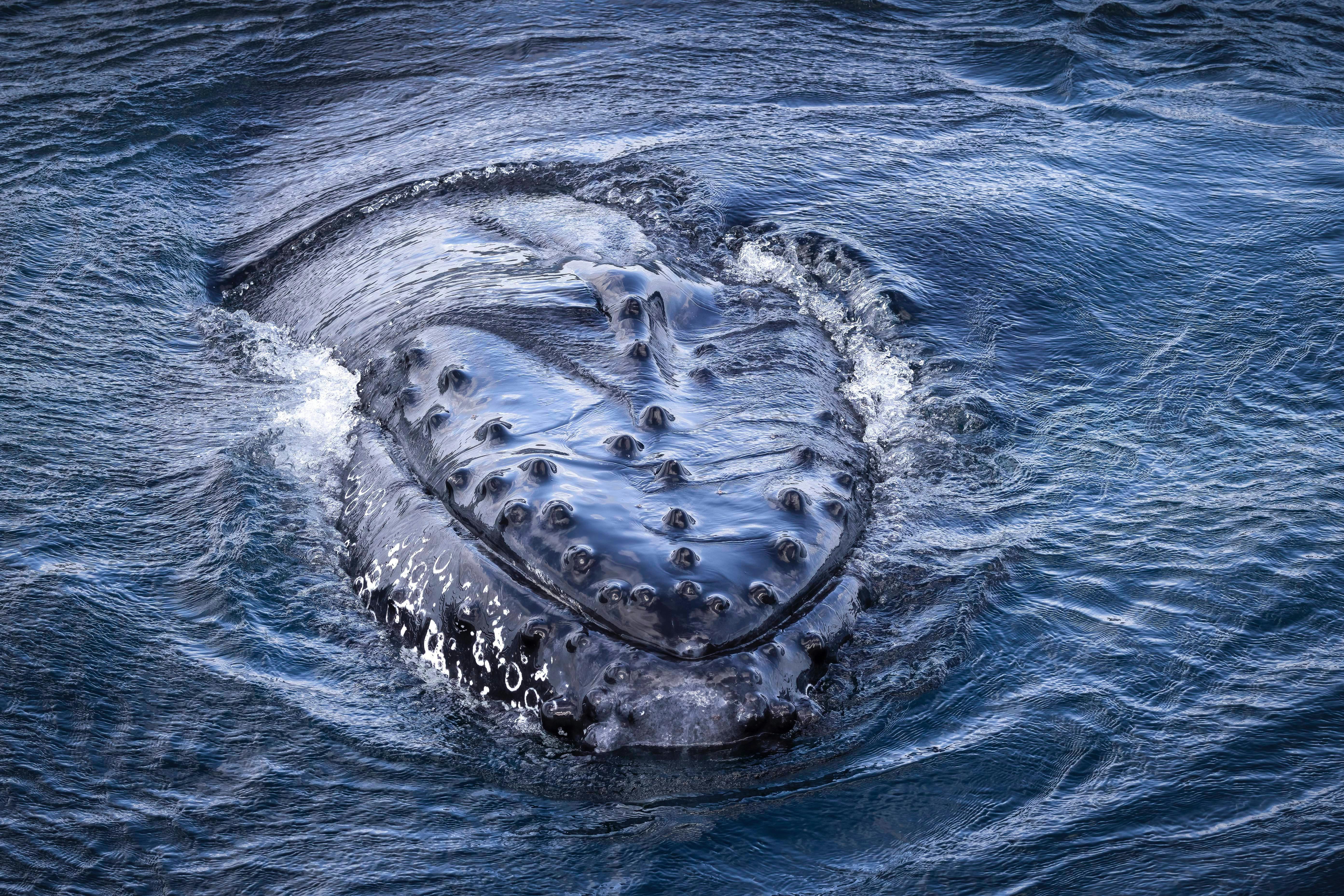 Whale head, Twofold Bay, Eden