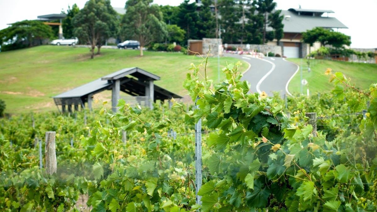 Mt Cotton Vineyard