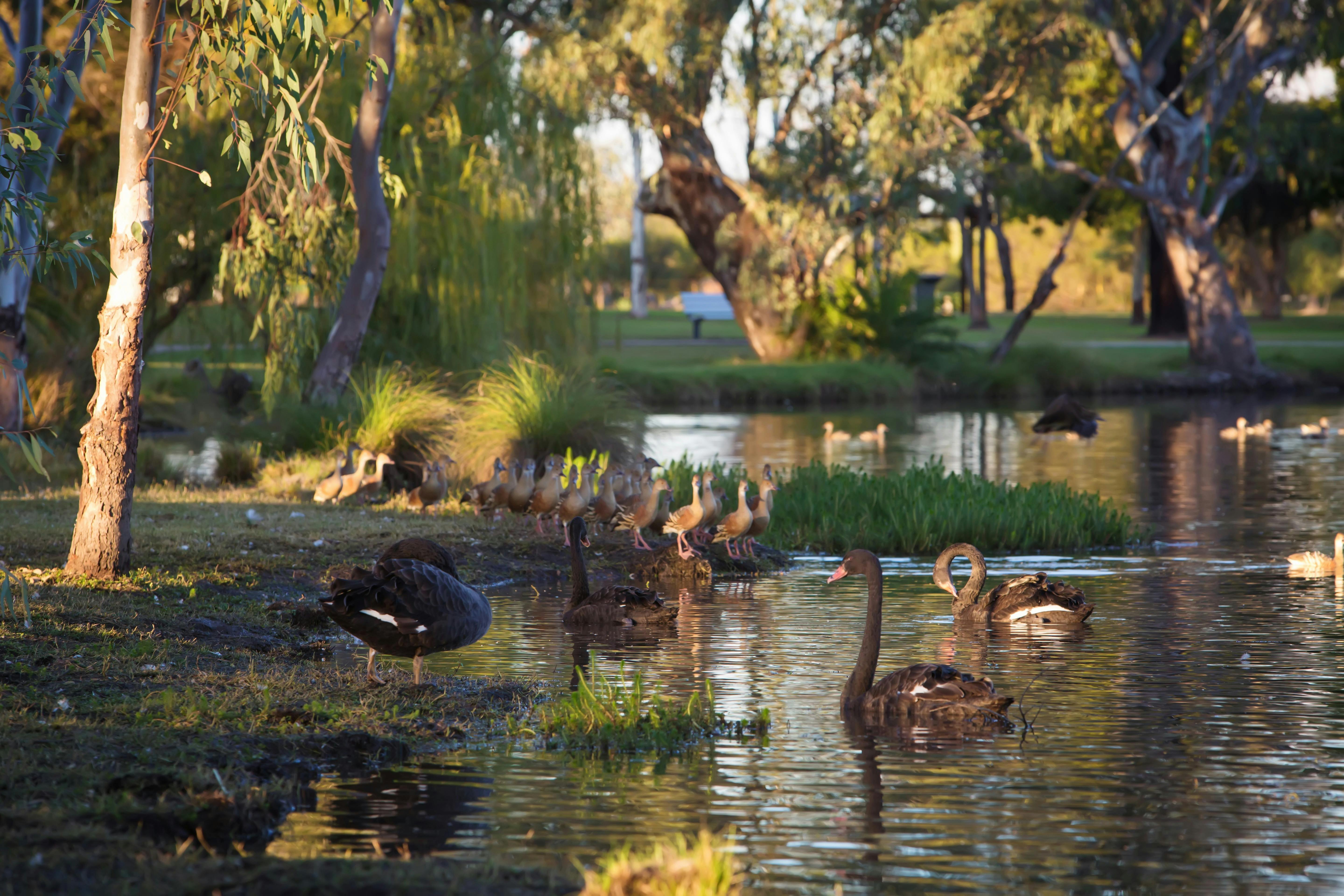 Yelarbon Lagoon Park