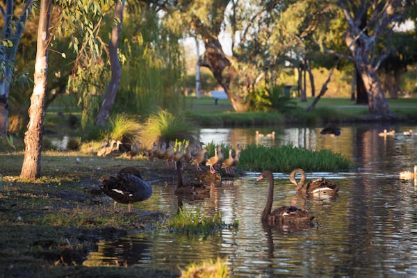 Yelarbon Lagoon Park
