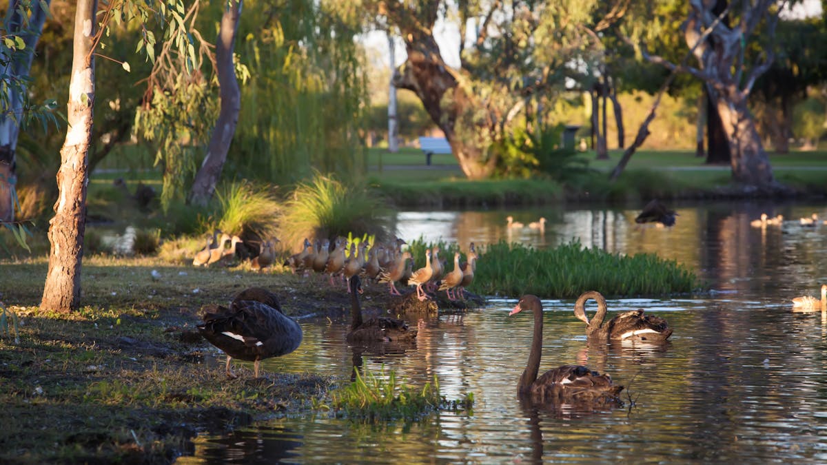 Ducks at Yelarbon Lagoon