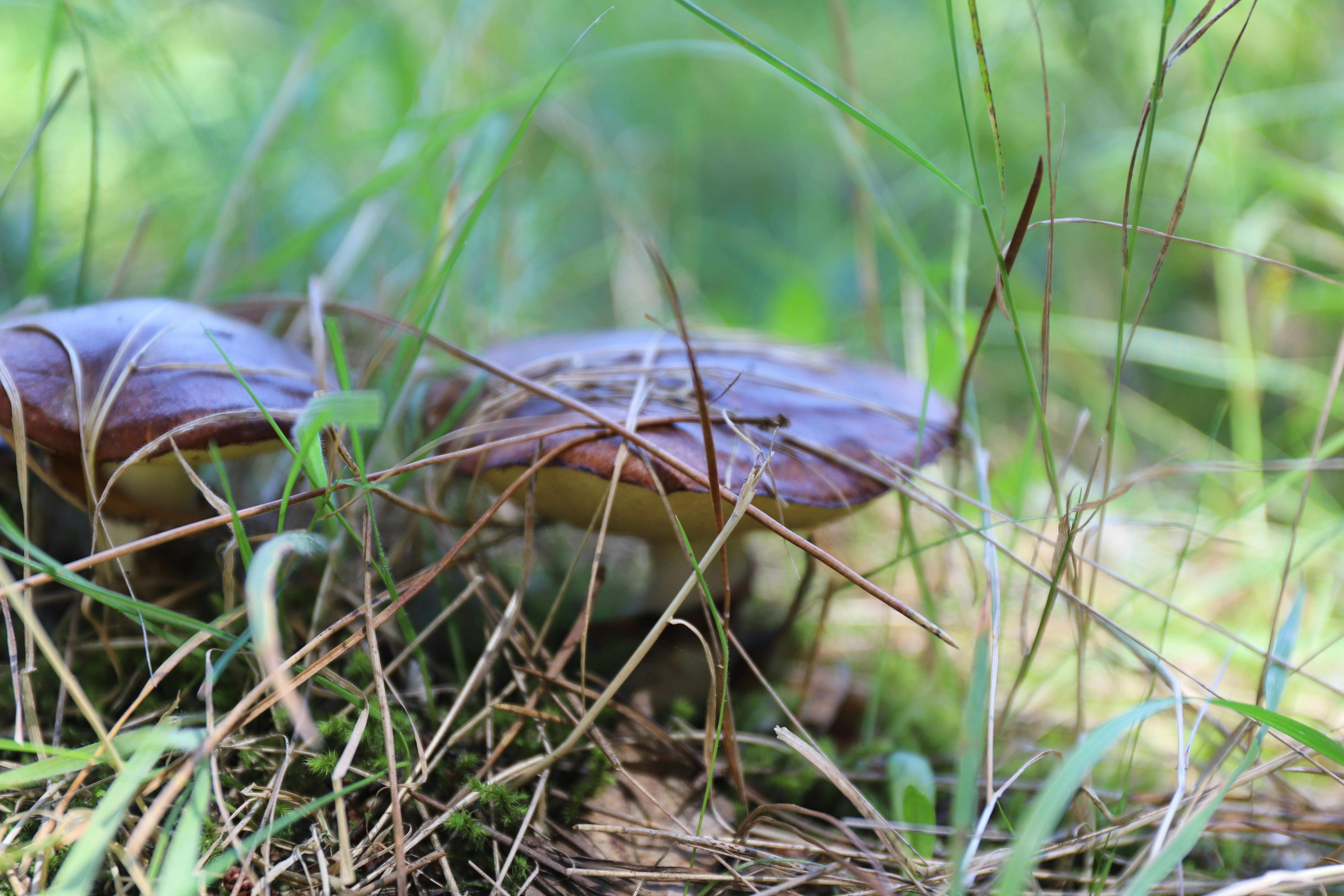 Slippery Jack mushrooms