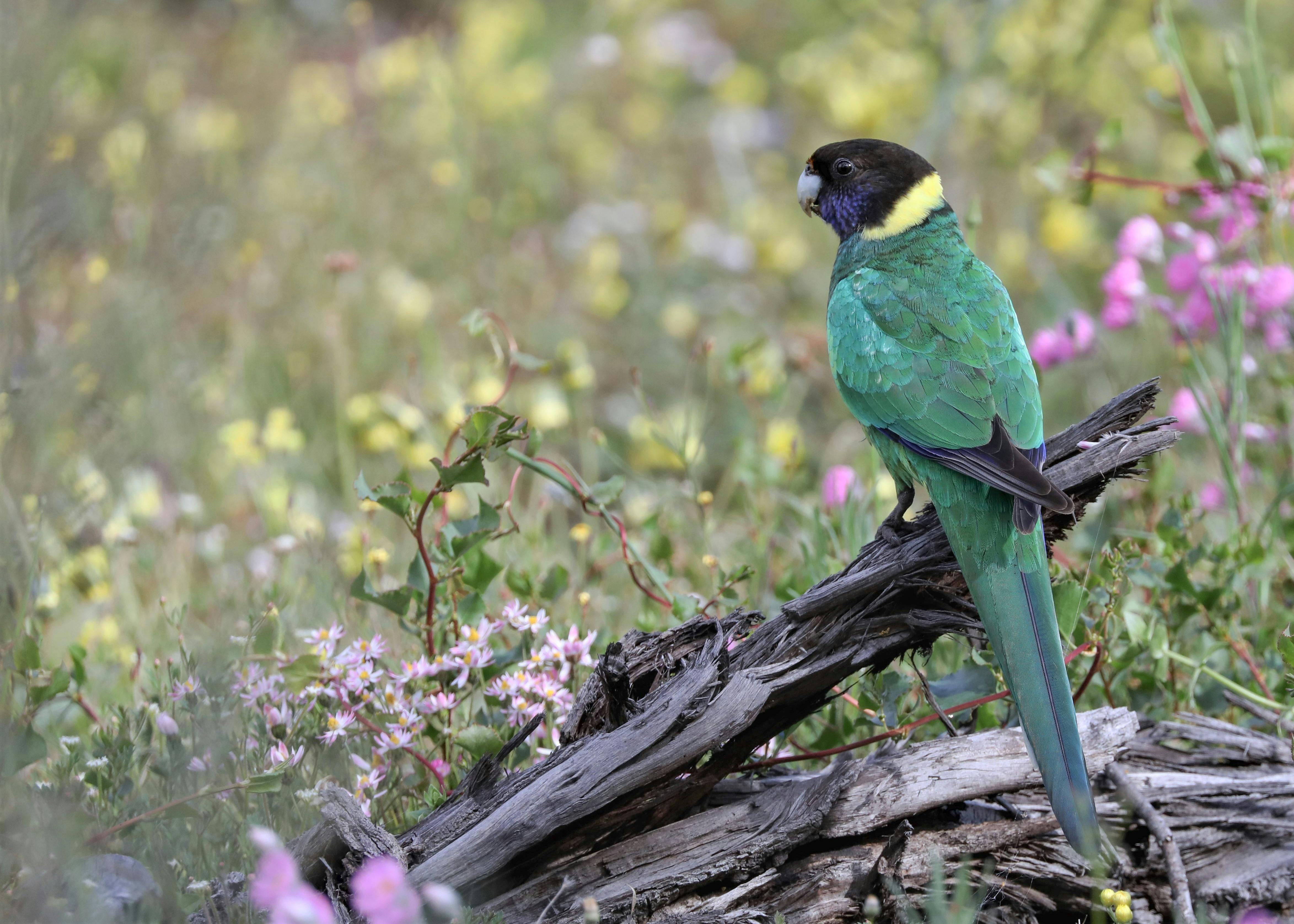 Australian Ringneck Parrot