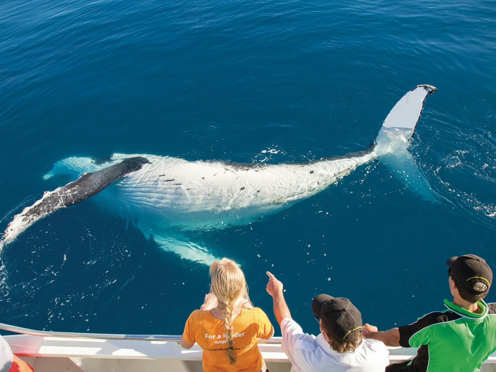 Whales