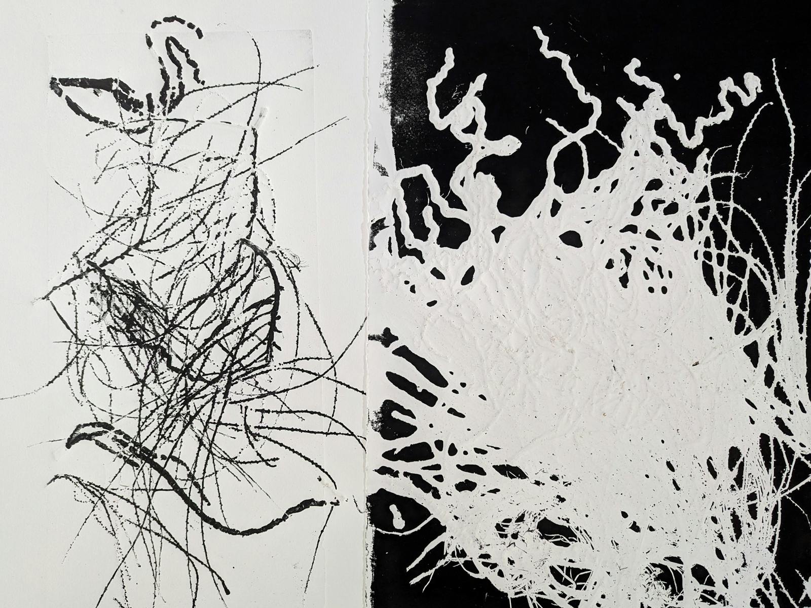 Image for Hidden Ecology Exhibition, Coal Creek