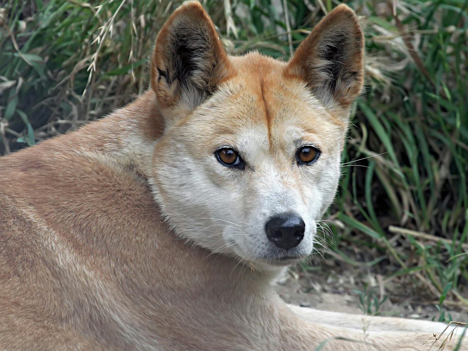 Gorge Wildlife Park