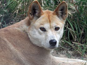 Dingo at Gorge Wildlife Park, Cudlee Creek SA