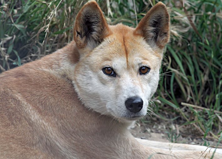 Gorge Wildlife Park - Cudlee Creek, Attraction | SA Tourism