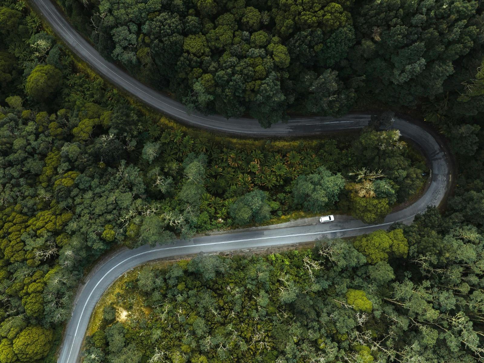 Aerial of Road into Weldborough