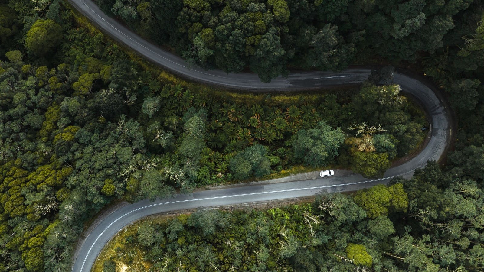 Aerial of Road into Weldborough