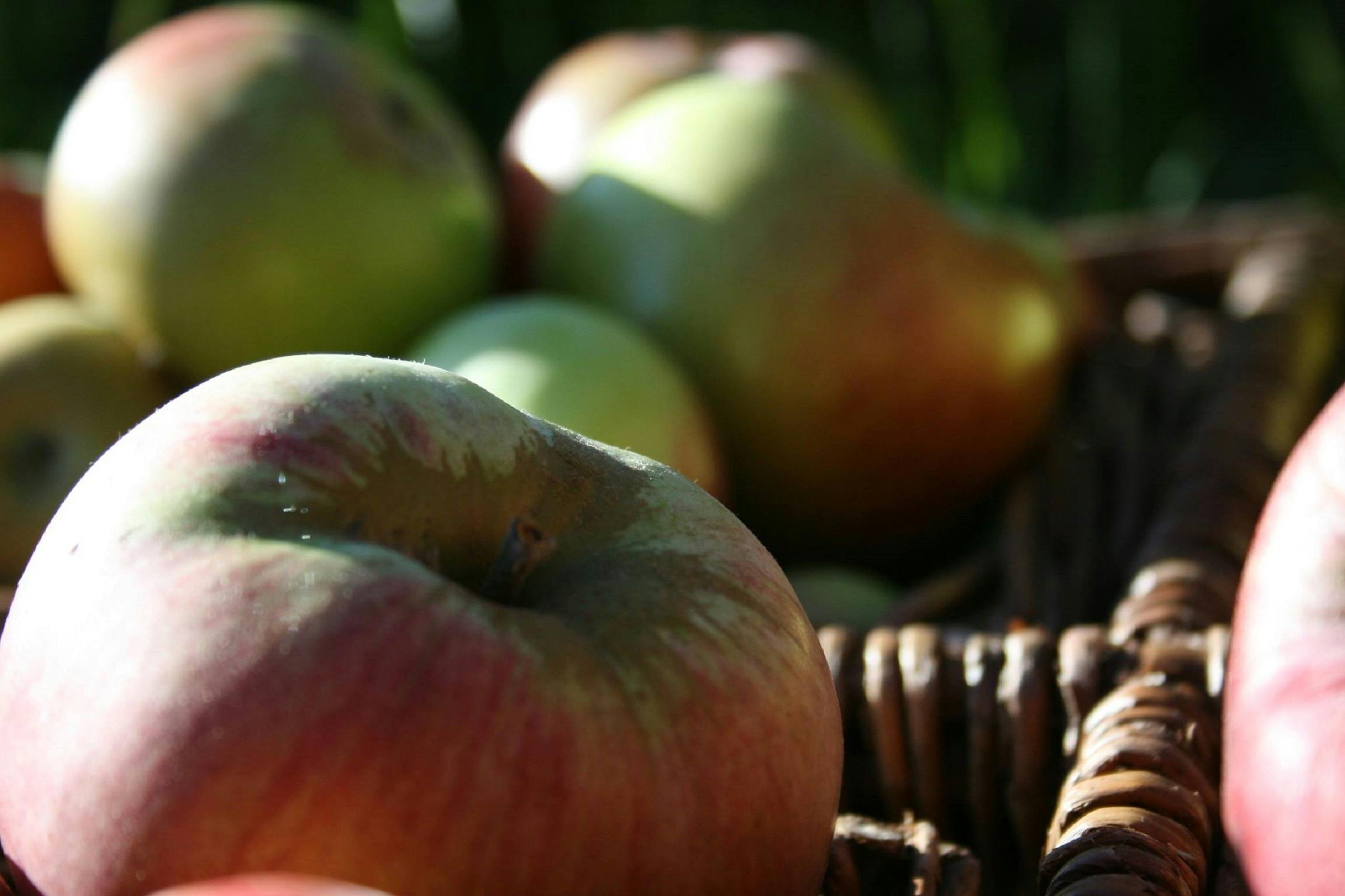 Denmark Heritage Cider Company, Denmark, Western Australia