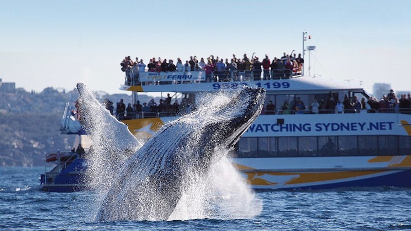 Bass and Flinders Cruises