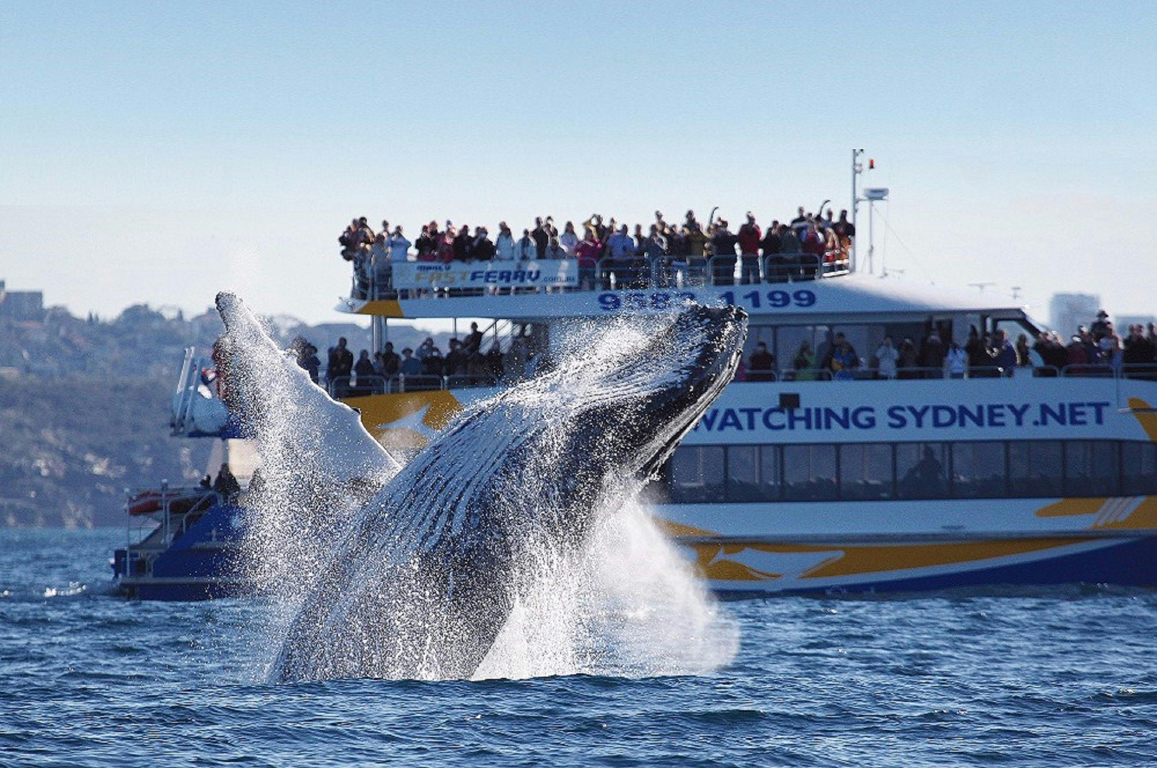 Whale Watching Sydney Sydney, Australia Official Travel