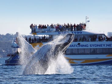 悉尼觀鯨 (Whale Watching Sydney)