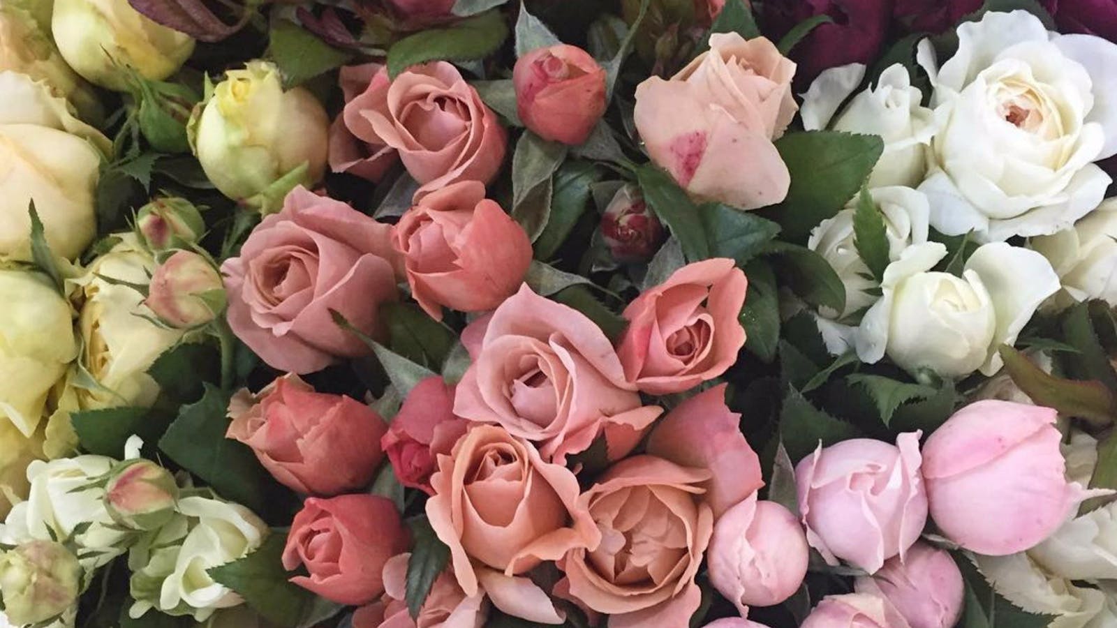 Sydney Flower Market