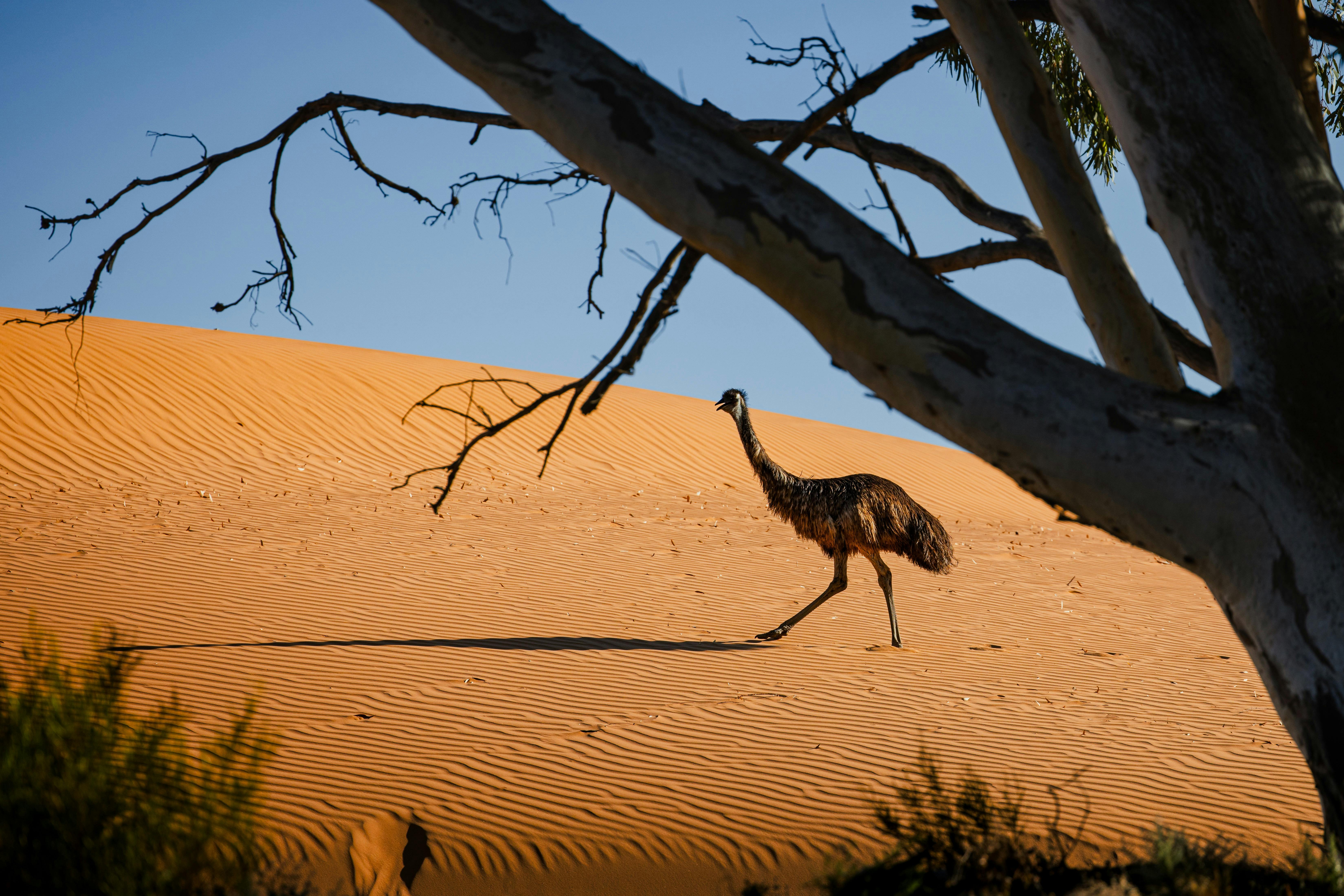 Emu at Perry Sandhills