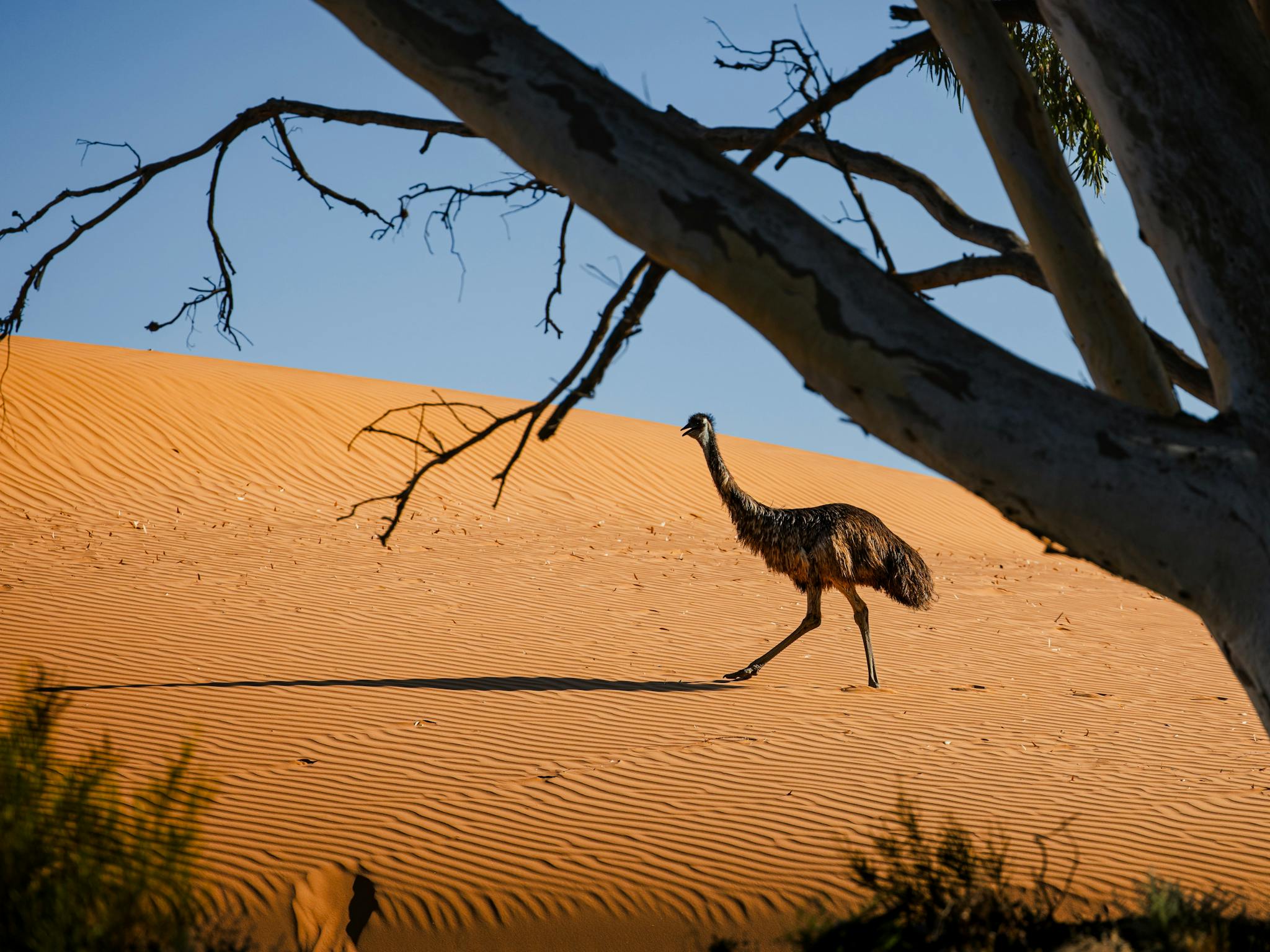 Emu at Perry Sandhills