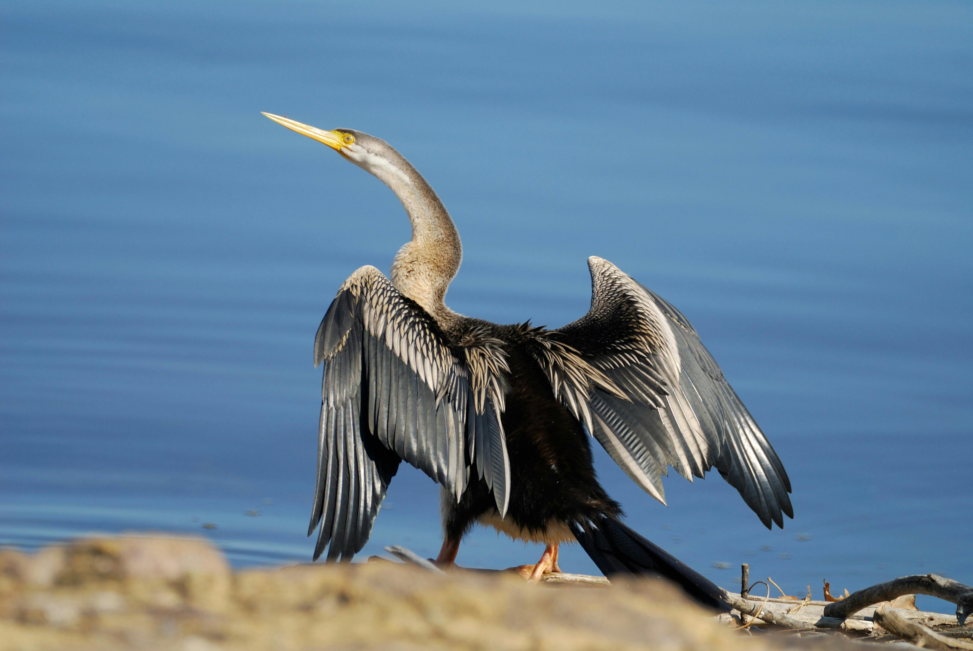 Australian Darter at Jerrabomberra Wetlands