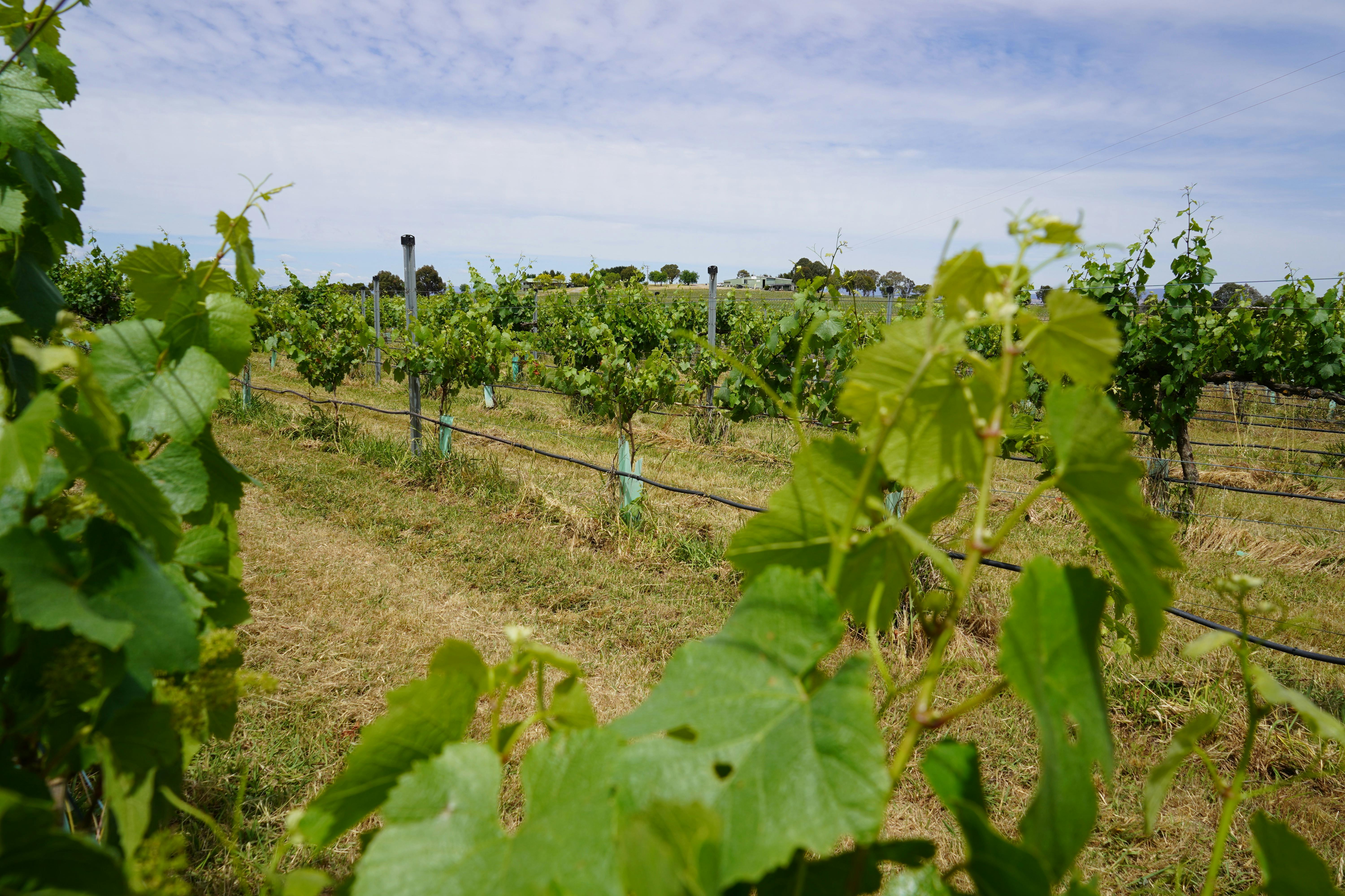 Canberra Winery Tour Canberra vineyard tours
