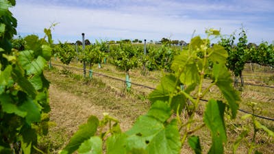 Canberra Winery Tour Canberra vineyard tours
