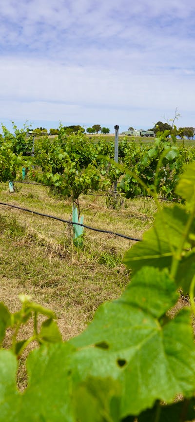 Canberra Winery Tour Canberra vineyard tours