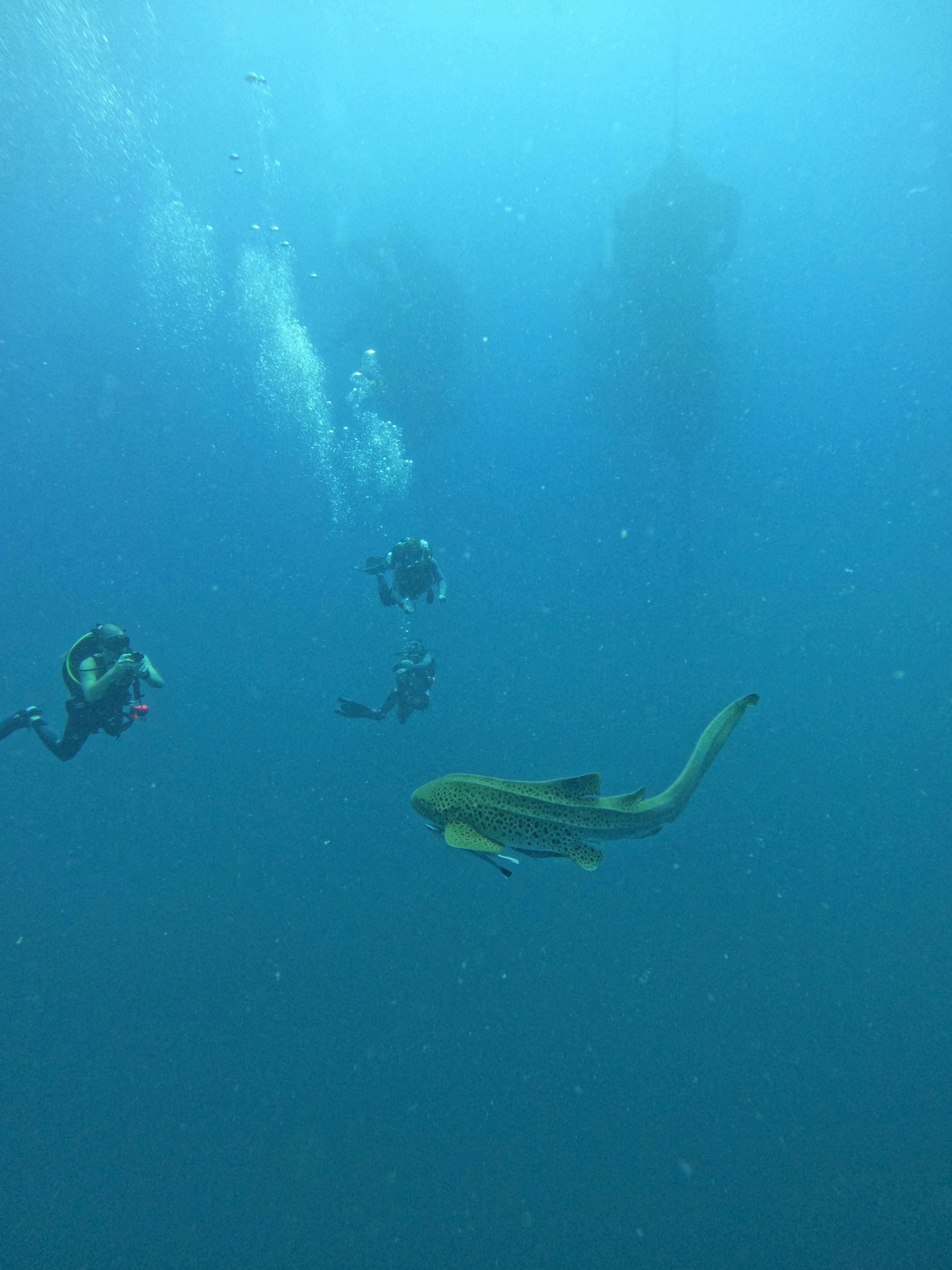 Wonder Reef Gold Coast