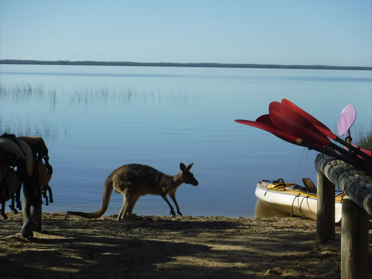 Kanu Kapers Kangaroos and wildlife