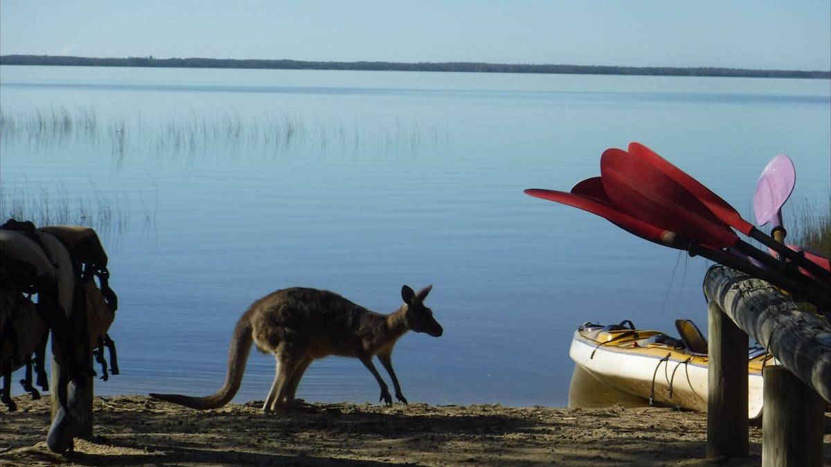 Kanu Kapers Kangaroos and wildlife