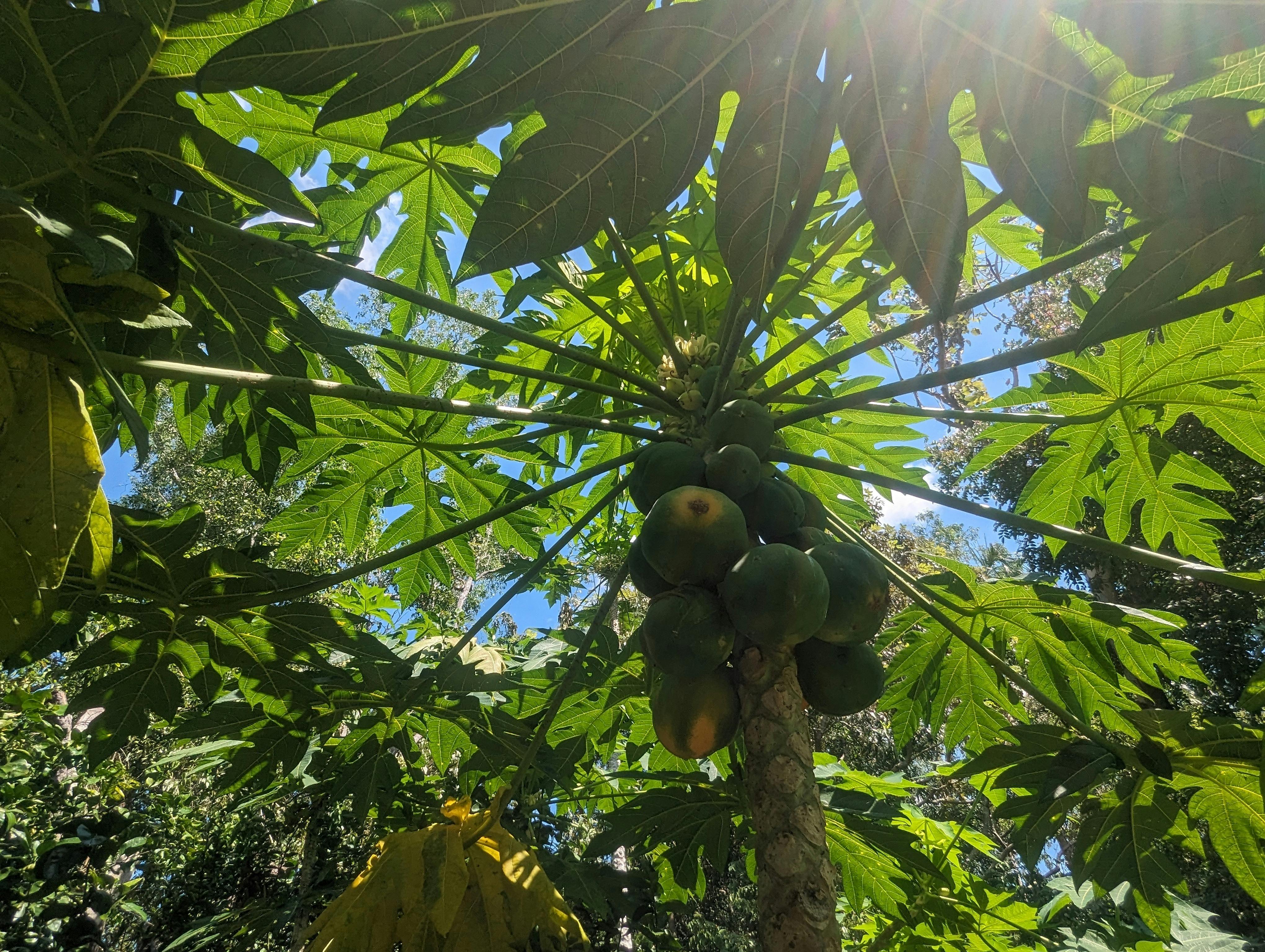 papaya tree with fruit