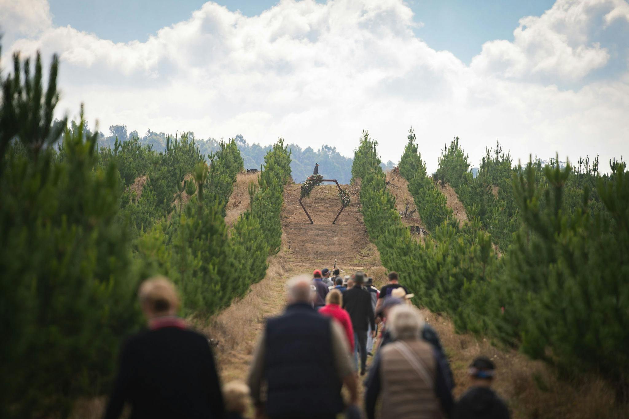 View to the wedding arbour in the Sugar Pines grove.