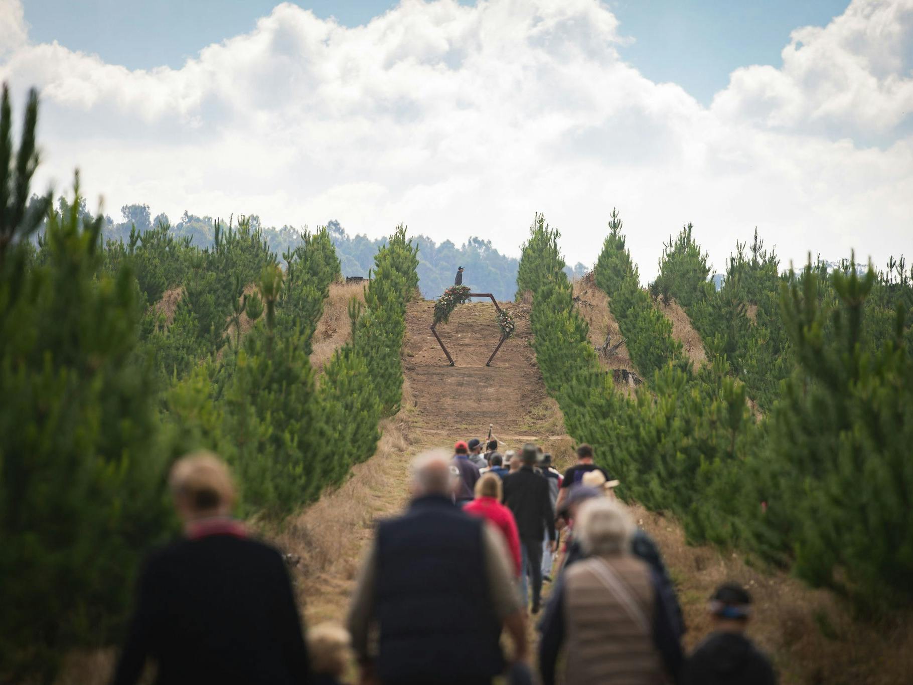 Sugar Pines, Bago State Forest