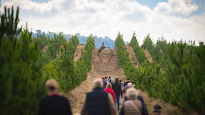 View to the wedding arbour in the Sugar Pines grove.