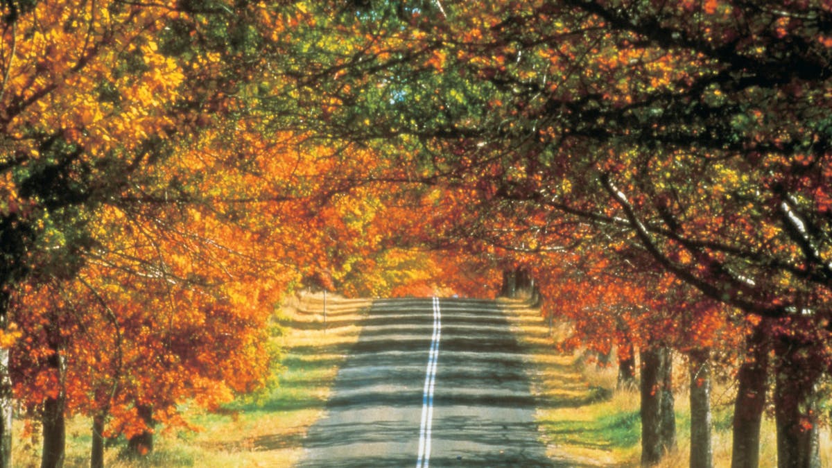 Autumn road