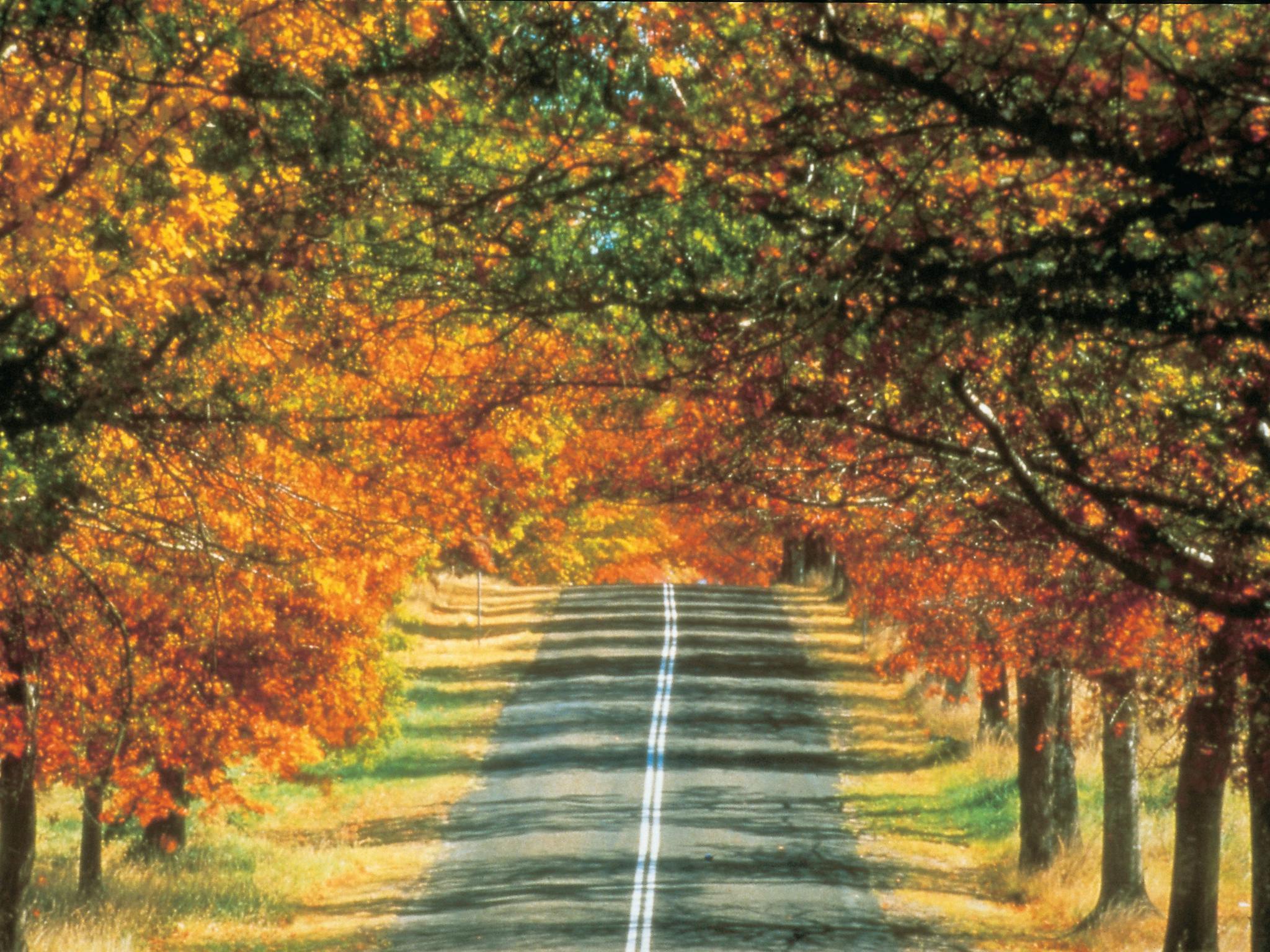 Autumn road Autumn road