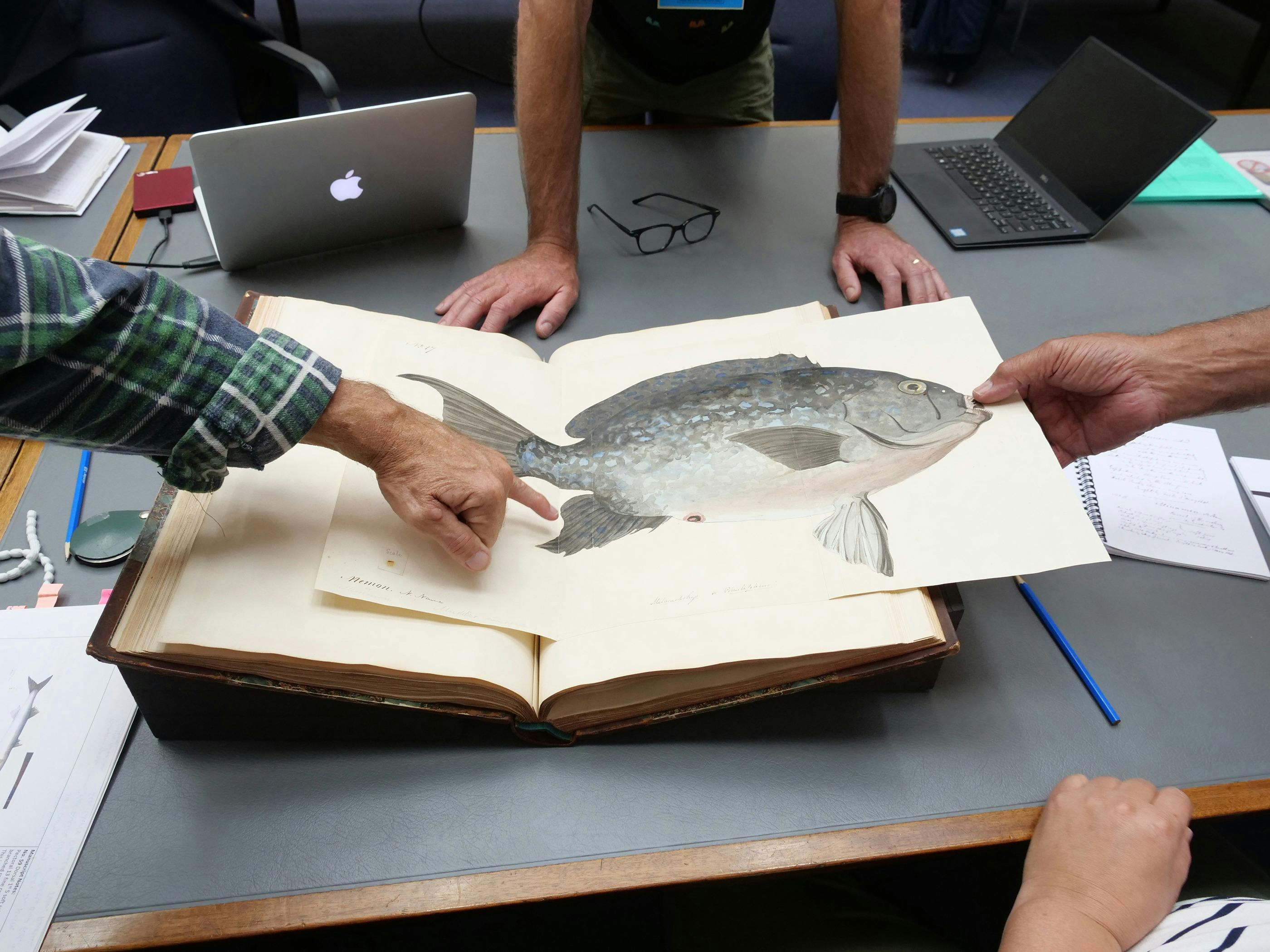 Lester Coyne and Larry Blight explore the Robert Neill Portfolio in the Natural History Museum