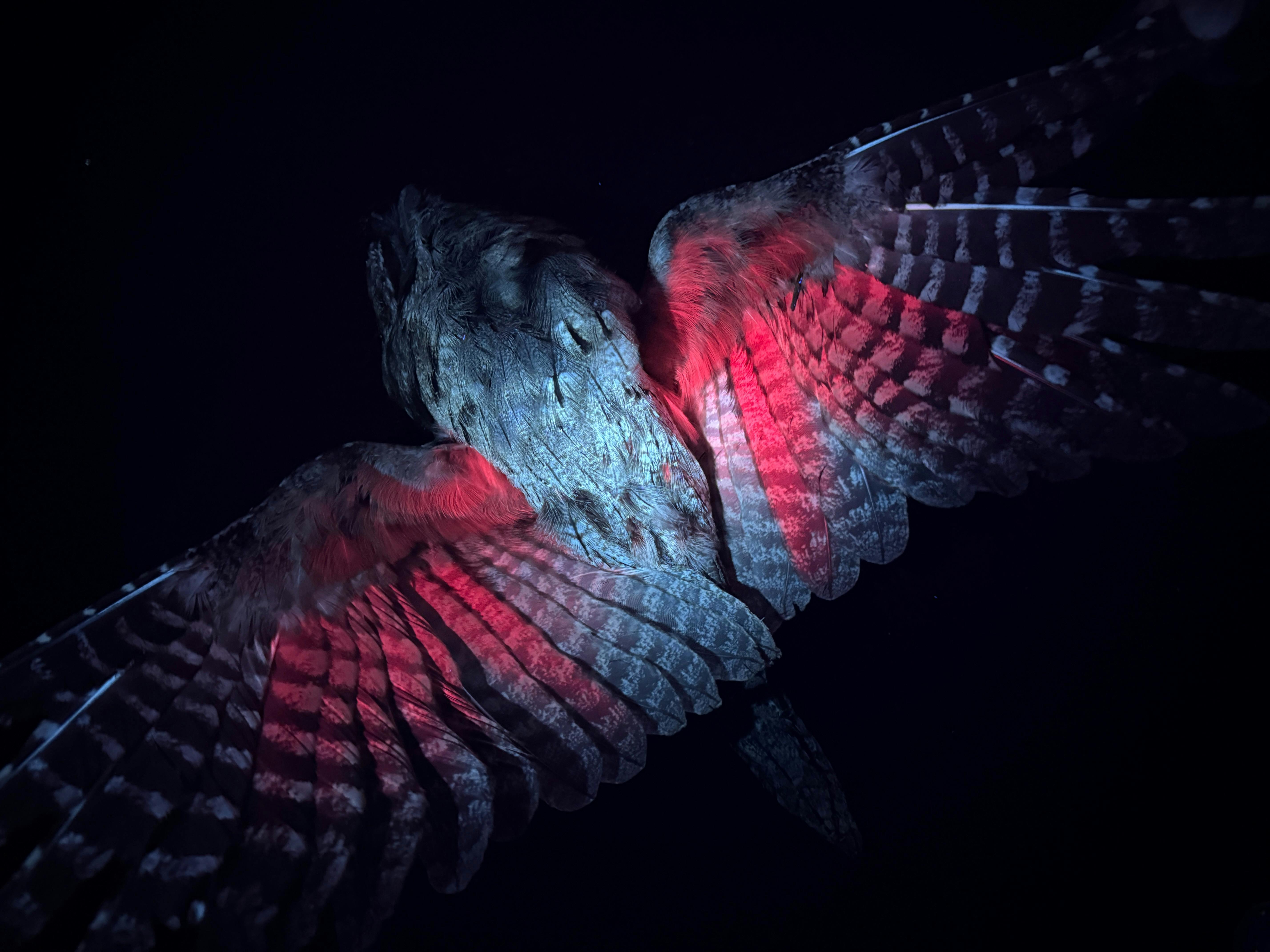 Tawny Frogmouth bird with red-glowing feathers
