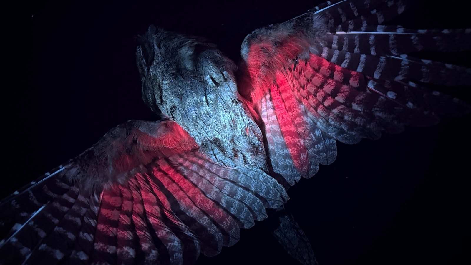 Tawny Frogmouth glowing