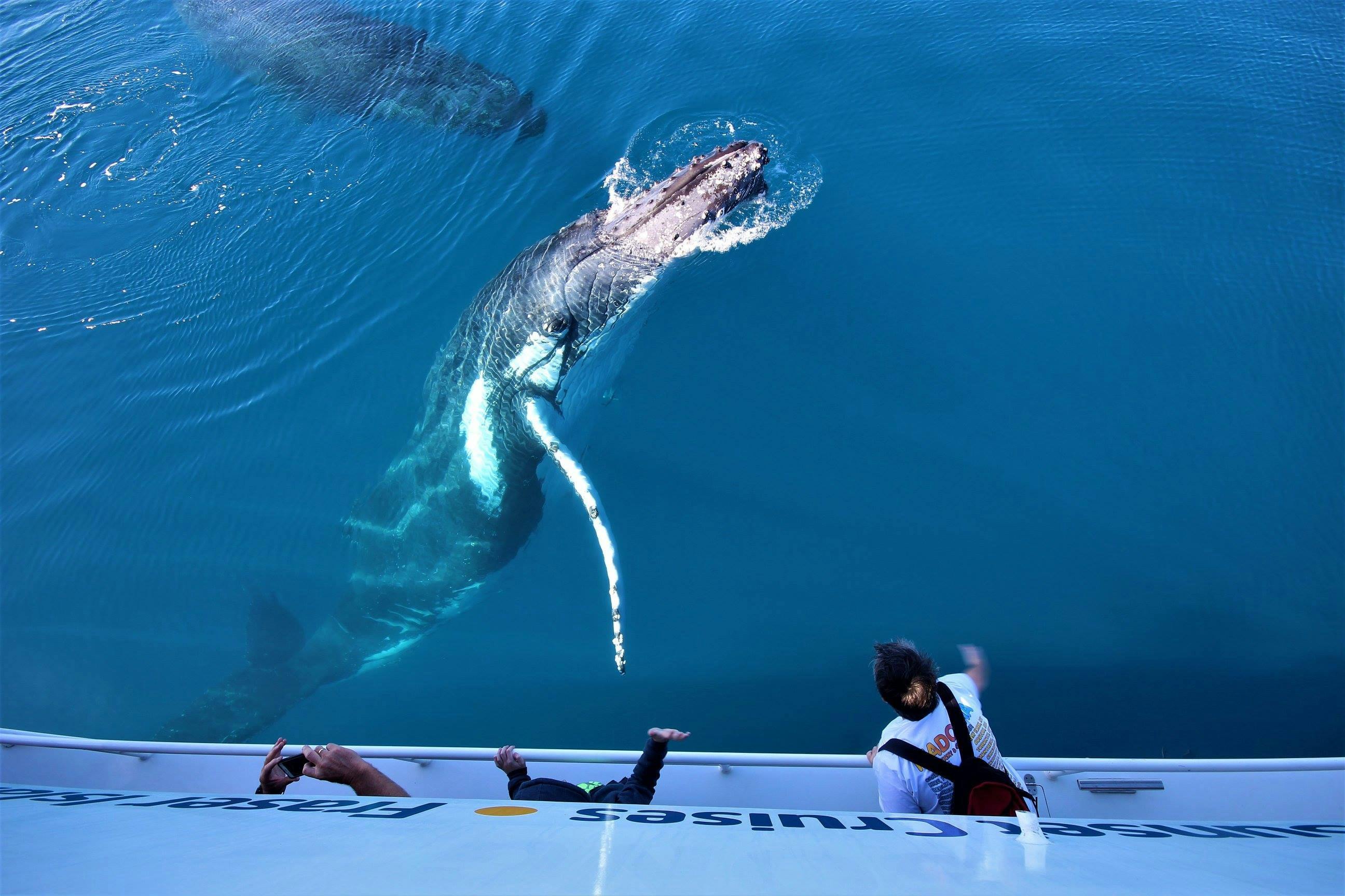 Humpback whale mugging