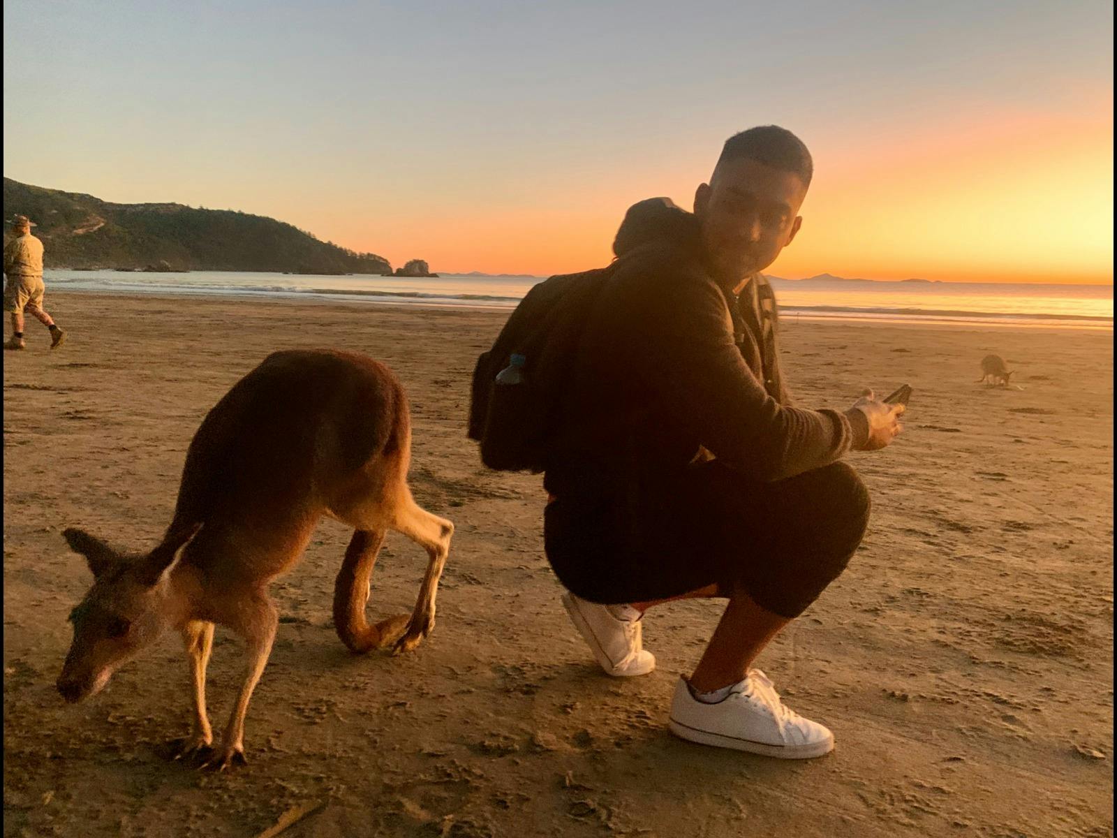 kangaroo on the beach at sunrise with traveller kangaroo on the beach at sunrise with traveller