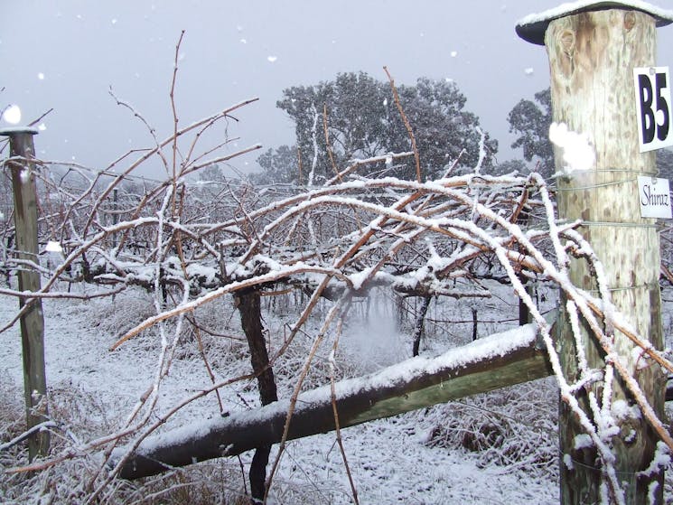 Snow on the vines