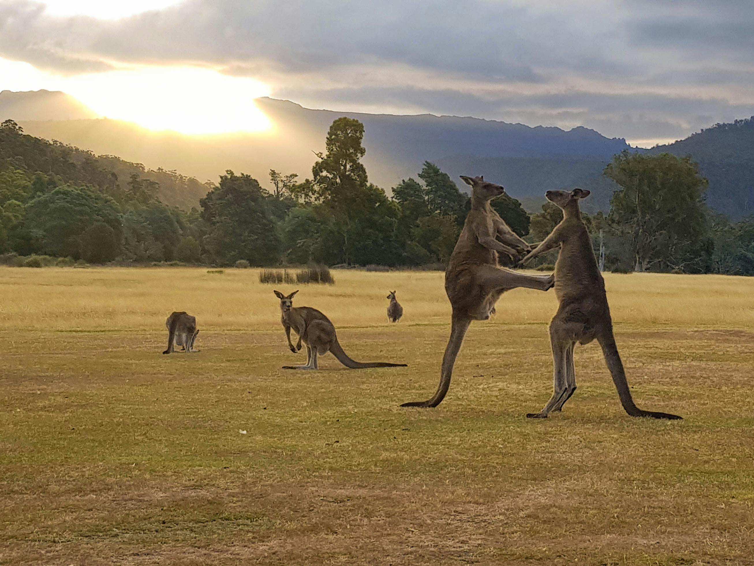two male kangaroos fighting at sunset