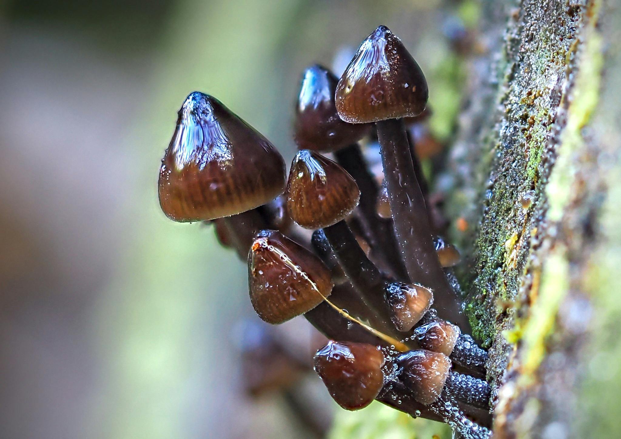 Small brown fungi on side of tree