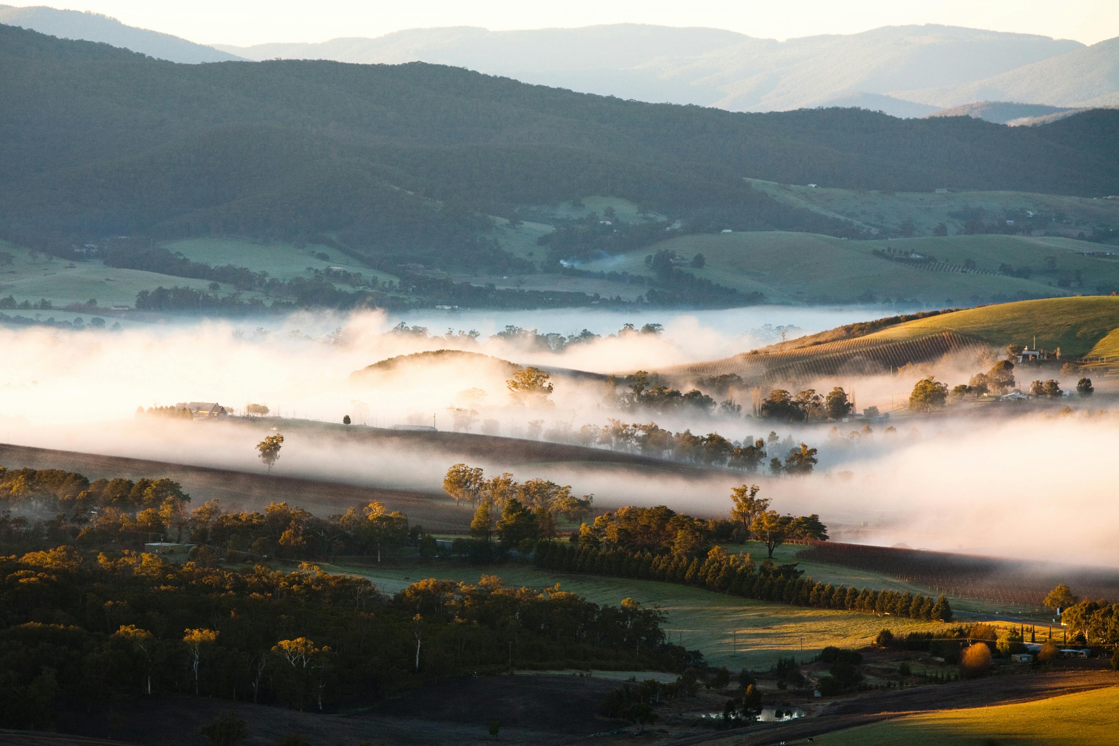 Experience Yarra Valley: A Tailored private Wine Journey