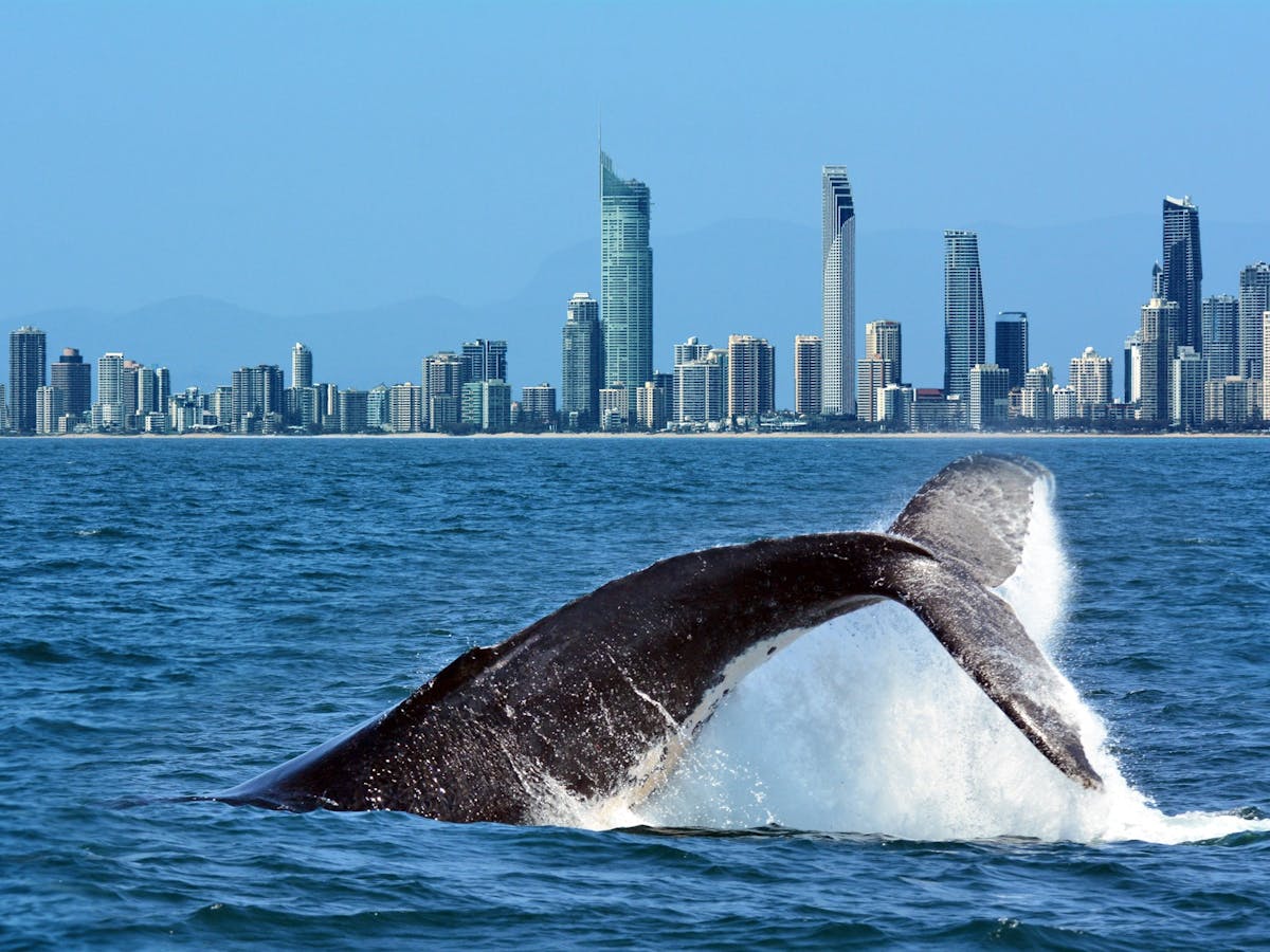 Gold Coast Whale Watching