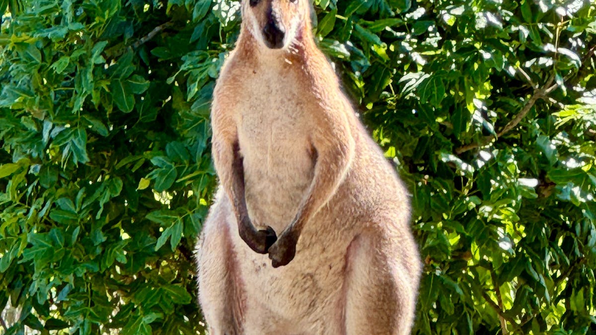 Kangaroos @The Archer Retreat  The Somerset and Glasshouse Mountain Regions South East Queensland