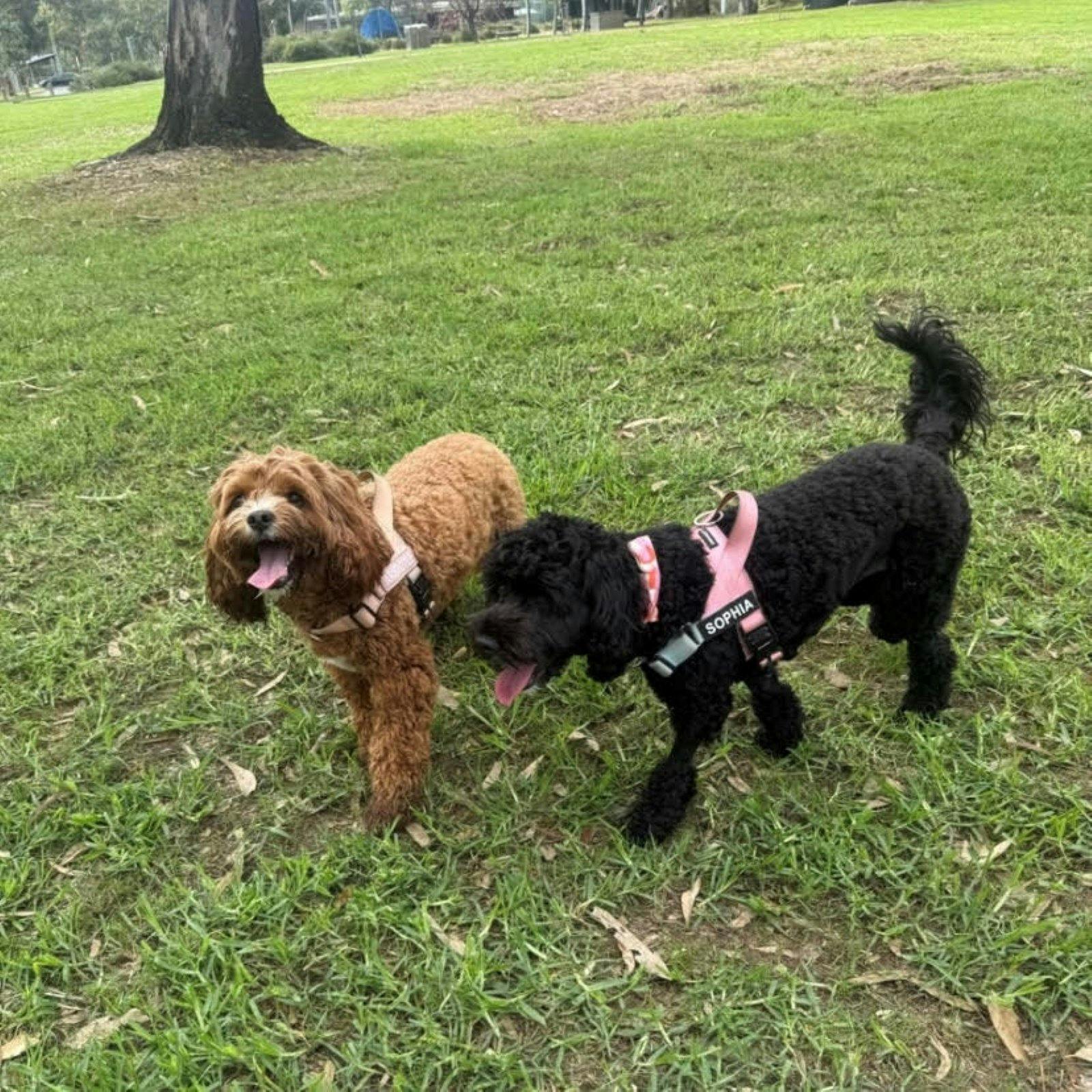 Dog friendly cafes and walks in Alexandra