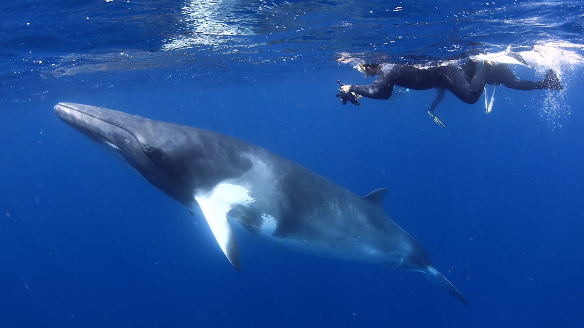 Snorkeller with Minke Whale